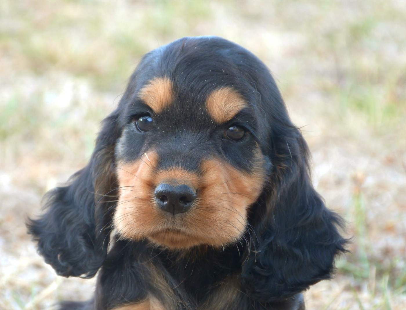 de la vallée de l'empereur - Chiots disponibles - Cocker Spaniel Anglais
