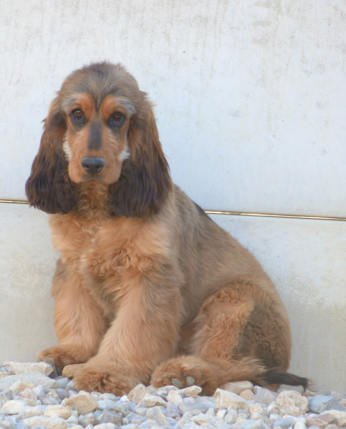 de la vallée de l'empereur - Chiots disponibles - Cocker Spaniel Anglais