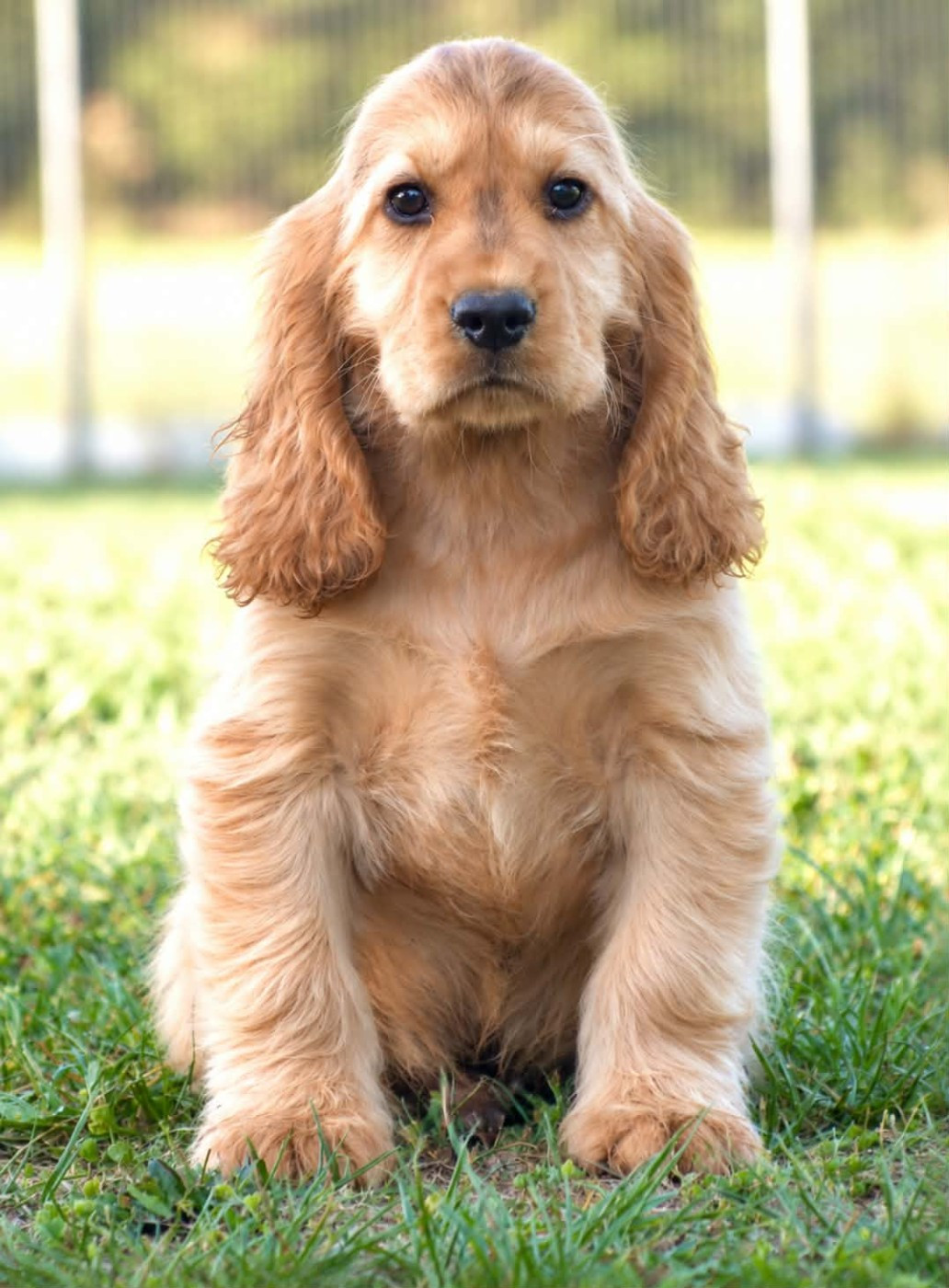 De La Vallée De L'Empereur - Chiots disponibles - Cocker Spaniel Anglais