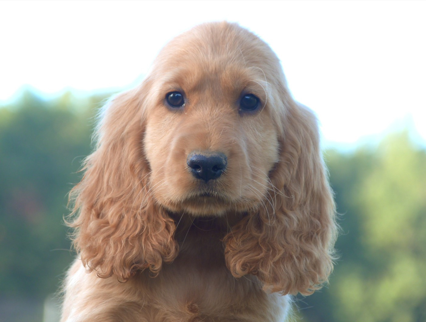 De La Vallée De L'Empereur - Chiots disponibles - Cocker Spaniel Anglais