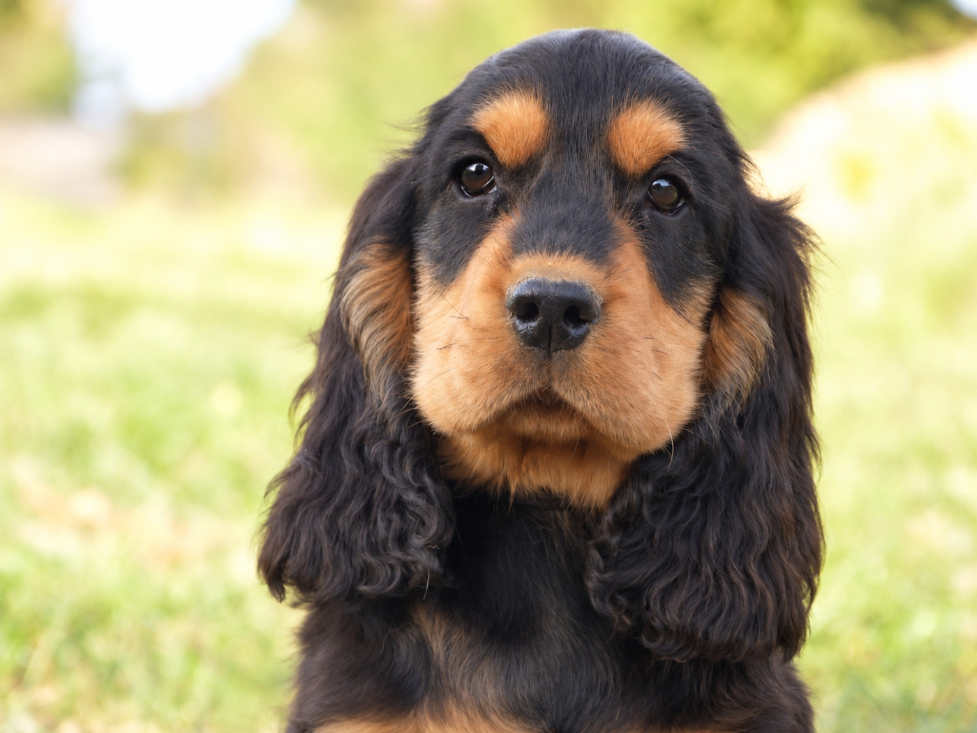 De La Vallée De L'Empereur - Chiots disponibles - Cocker Spaniel Anglais