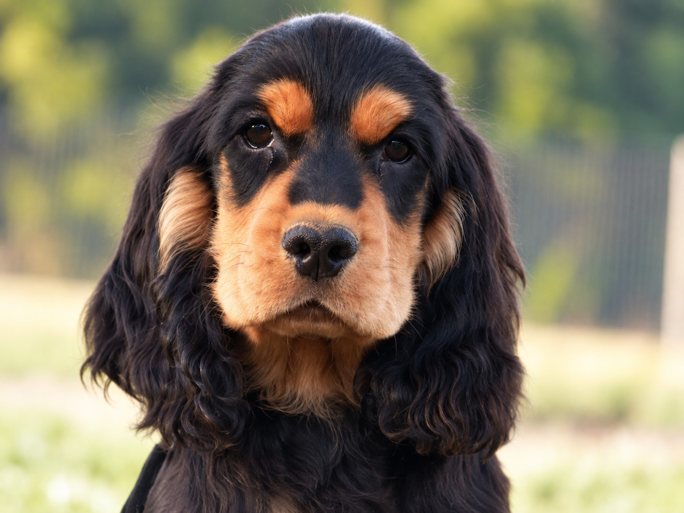 De La Vallée De L'Empereur - Chiots disponibles - Cocker Spaniel Anglais