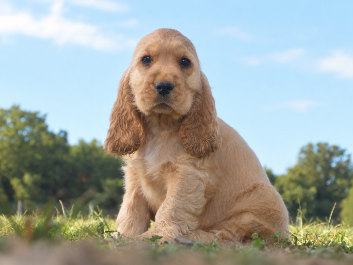 De La Vallée De L'Empereur - Chiots disponibles - Cocker Spaniel Anglais
