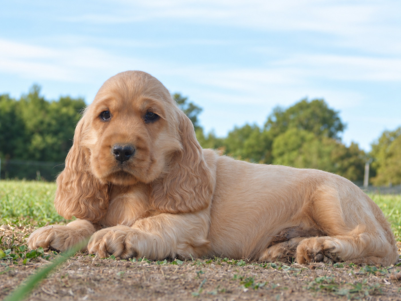 De La Vallée De L'Empereur - Chiots disponibles - Cocker Spaniel Anglais