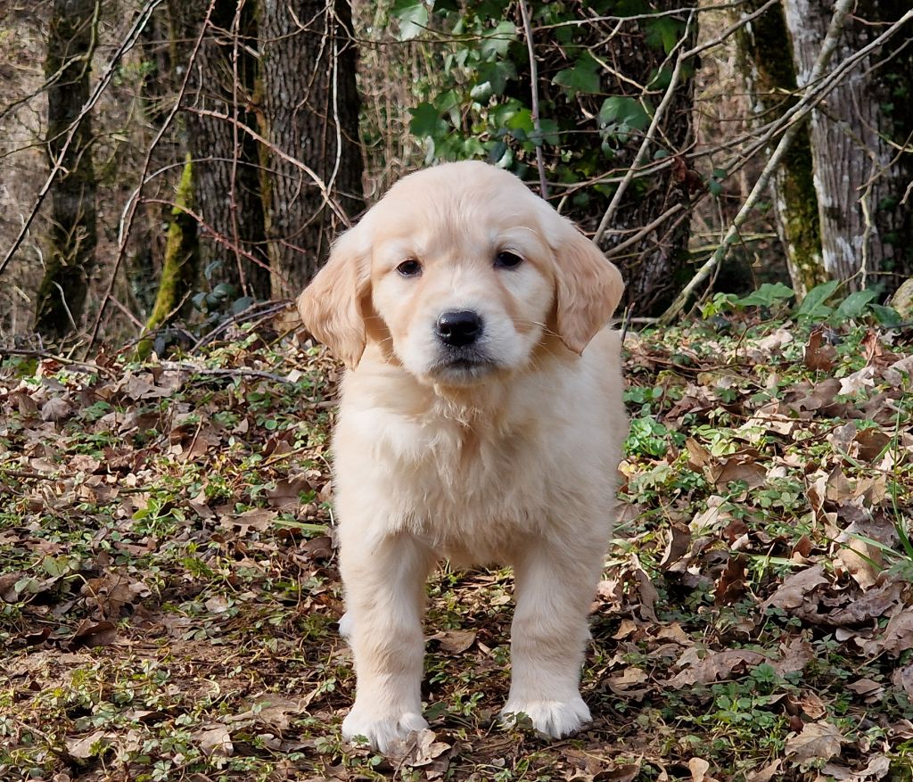 de la vallée de l'empereur - Chiots disponibles - Golden Retriever