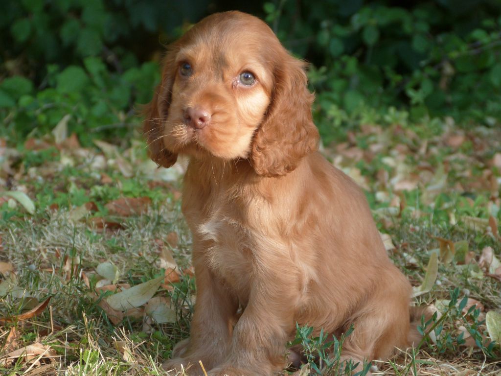 de la vallée de l'empereur - Chiots disponibles - Cocker Spaniel Anglais