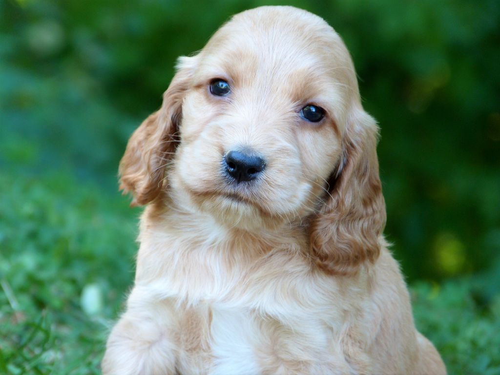 de la vallée de l'empereur - Chiots disponibles - Cocker Spaniel Anglais