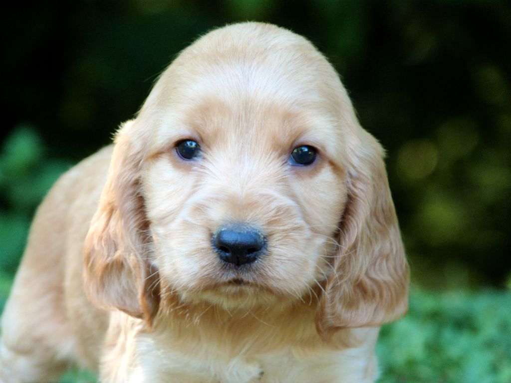 de la vallée de l'empereur - Chiots disponibles - Cocker Spaniel Anglais