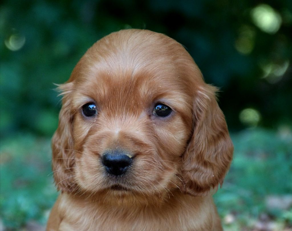 de la vallée de l'empereur - Chiots disponibles - Cocker Spaniel Anglais
