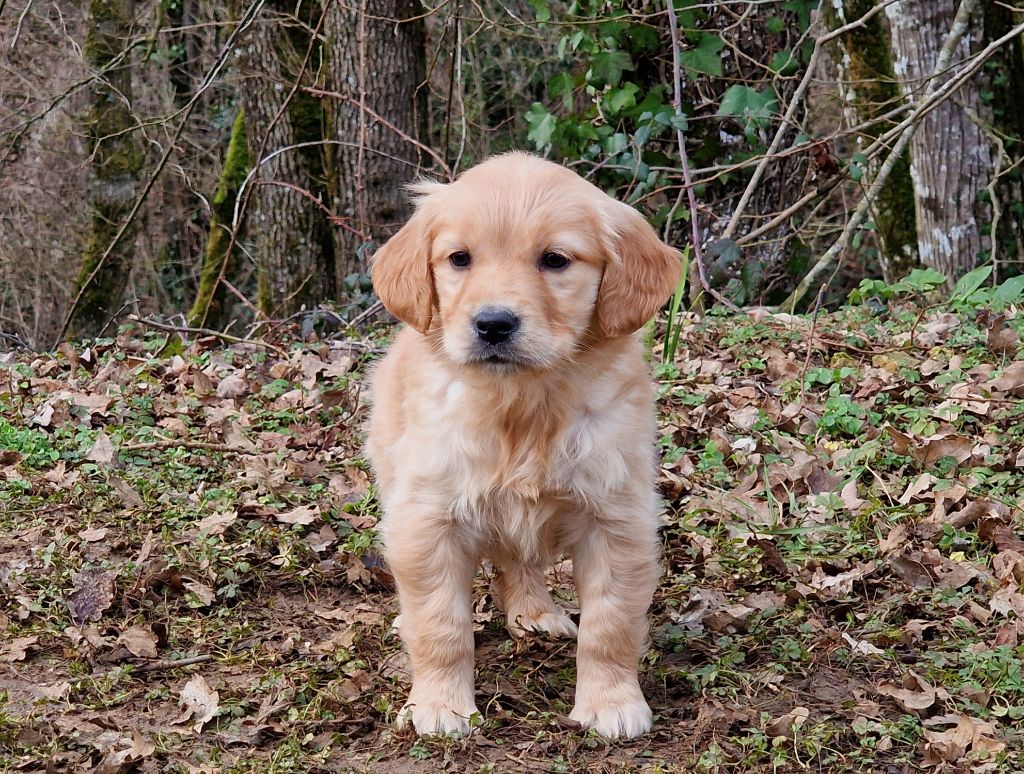 de la vallée de l'empereur - Chiots disponibles - Golden Retriever