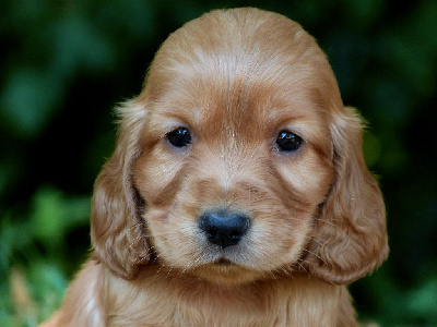 CHIOT 3
