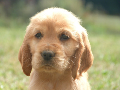 Chiot N°1
