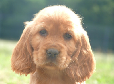Chiot N°2