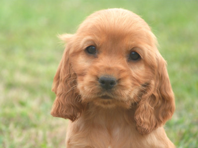 Chiot N°5