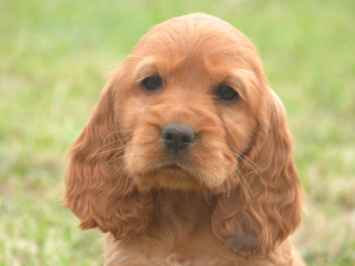Chiot N°6