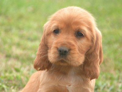 Chiot N°7