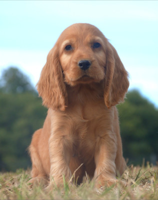 Chiot N°4