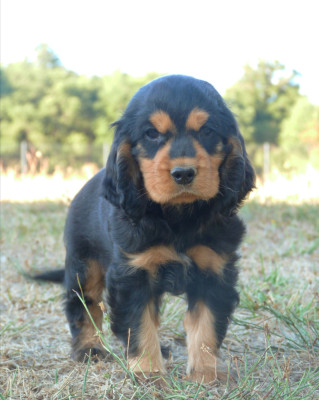 Chiot N°4