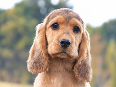 Chiot N°8