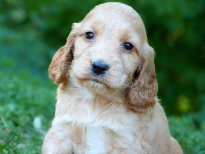 CHIOT 6