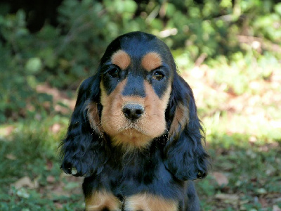 CHIOT 3