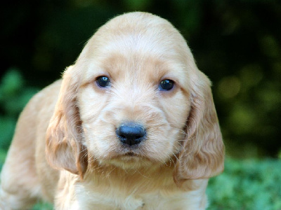 CHIOT 2