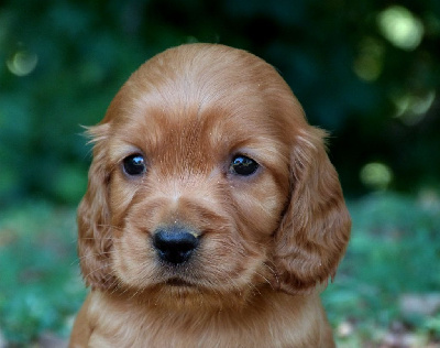 CHIOT 1