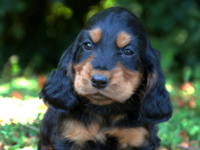 CHIOT 1
