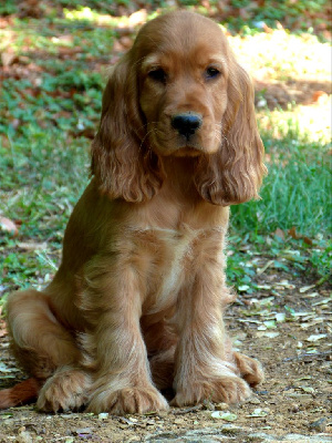 CHIOT 1