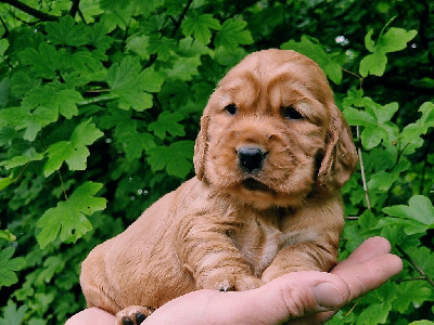 CHIOT 4