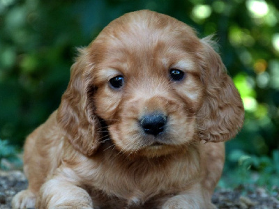 CHIOT 2