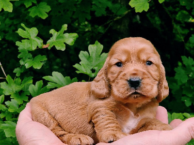 CHIOT 3