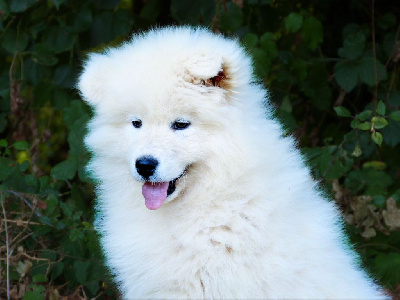 CHIOT 1