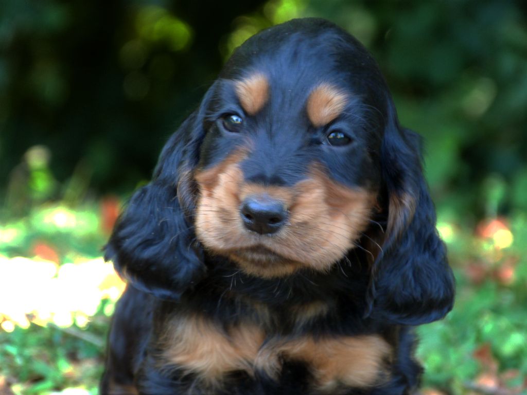 de la vallée de l'empereur - Cocker Spaniel Anglais - Portée née le 22/06/2025