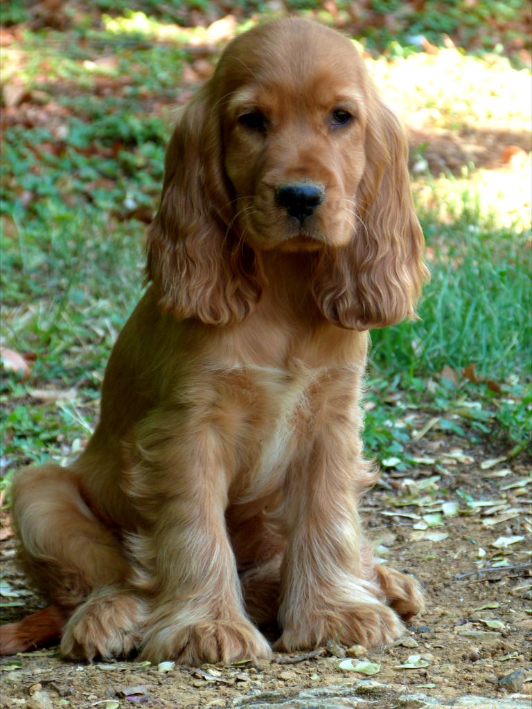 de la vallée de l'empereur - Cocker Spaniel Anglais - Portée née le 05/05/2025