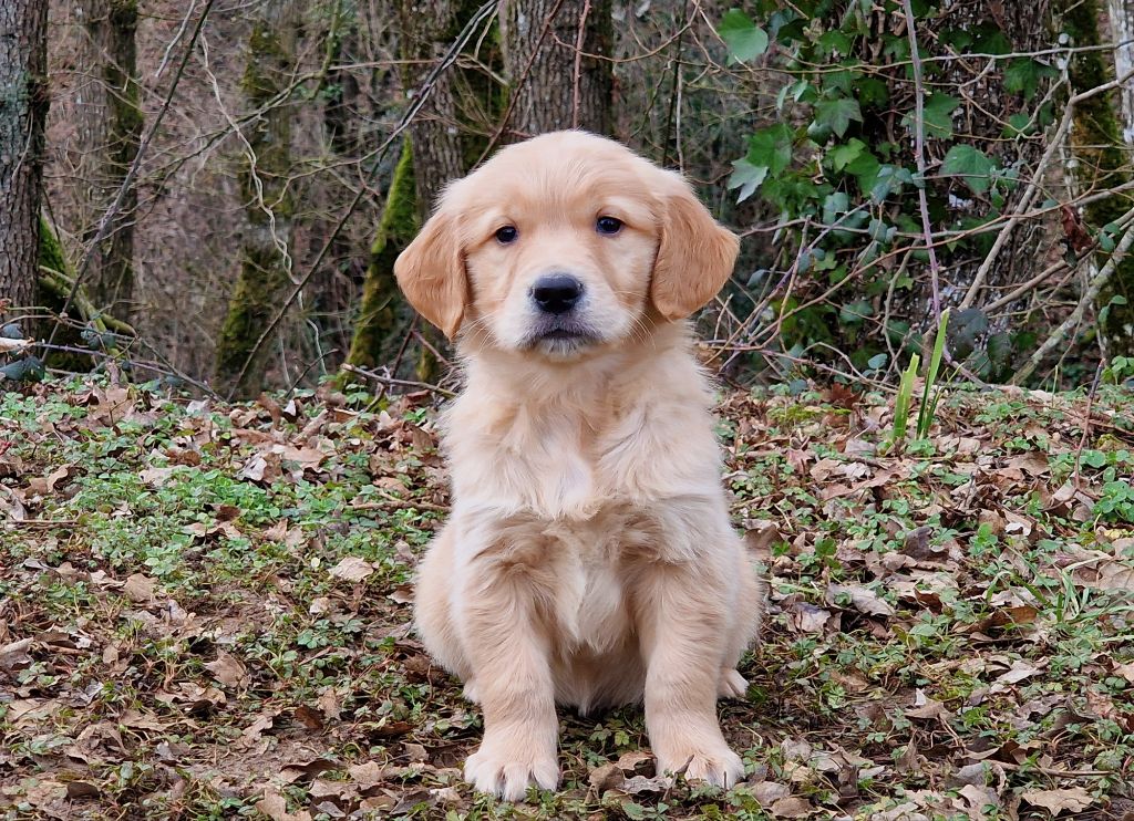 de la vallée de l'empereur - Chiots disponibles - Golden Retriever