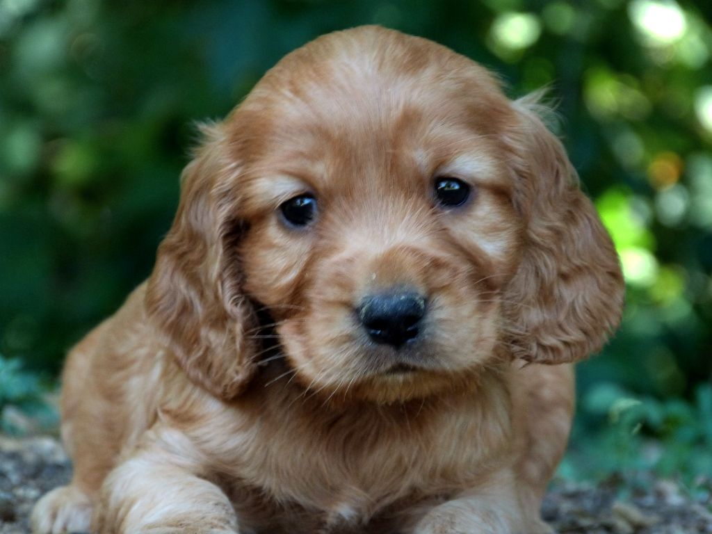 de la vallée de l'empereur - Chiots disponibles - Cocker Spaniel Anglais