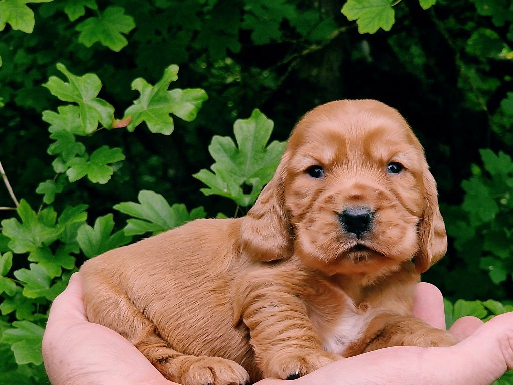 de la vallée de l'empereur - Chiots disponibles - Cocker Spaniel Anglais