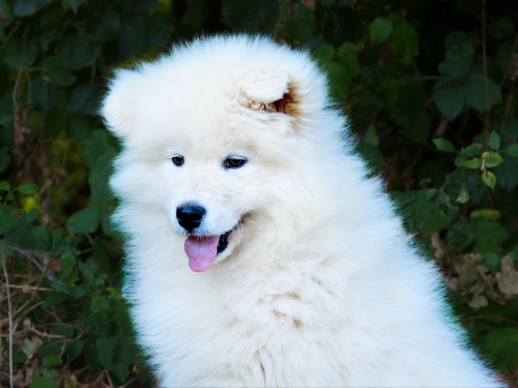 de la vallée de l'empereur - Chiots disponibles - Samoyède